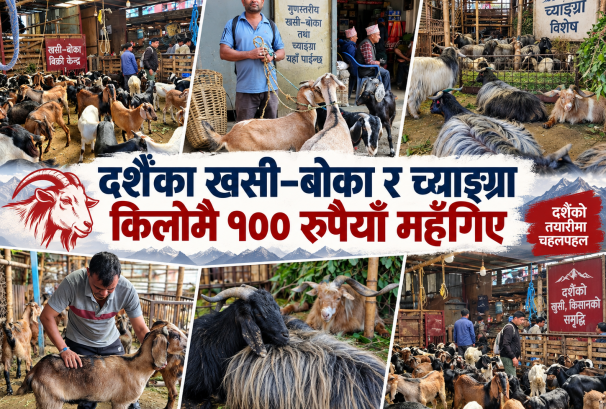 दशैंका खसी–बोका र च्याङ्ग्रा किलोमै १०० रुपैयाँ महँगिए, सडक अवरोधले आपूर्तिमा थप दबाब