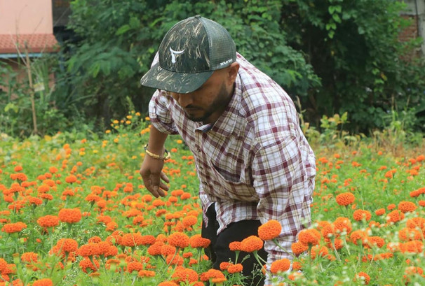 तिहारमा ५२ लाख माला खपत हुने अनुमान, ४८ करोडको कारोबार अपेक्षा