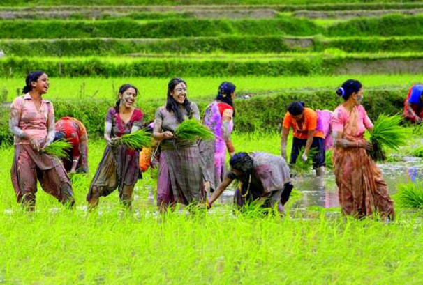 साउन पहिलो सातासम्म देशभर करिब ८० प्रतिशत धान रोपाइँ सम्पन्न