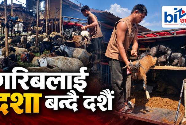 यो वर्षको दशैंमा च्याङ्ग्राको स्वाद महँगोः ३० किलोको एउटैलाई ४२ हजारसम्म पर्ने अनुमान