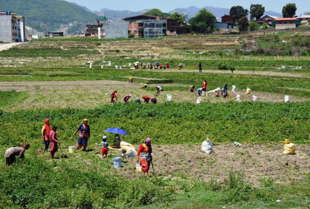 किसान सूचीकरणमा तीव्रता, २६ लाख ४५ हजार किसान प्रणालीमा आबद्ध