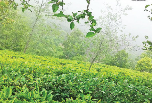 तीन सातापछि खुल्यो भारततर्फ चिया निर्यातको बाटो, टी बोर्डको अनिवार्य नमूना परीक्षण फिर्ता