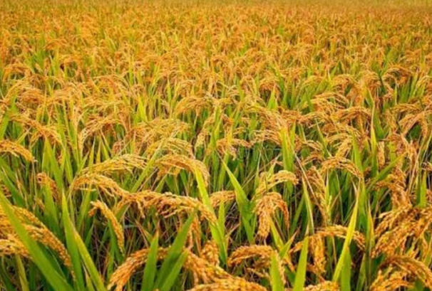 मौसमको अवस्था हेरेर मात्र धान काट्न तथा भित्र्याउन आग्रह