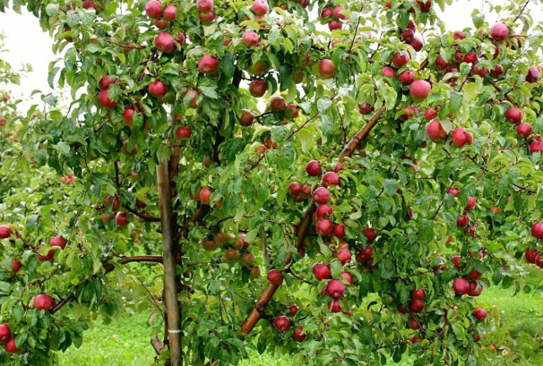 मुस्ताङमा एक अर्ब १४ करोडको स्याउ उत्पादन