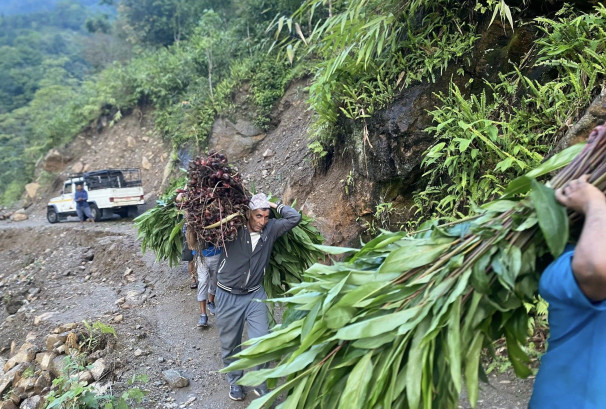 अलैंची खेतीले बदलिँदै ग्रामीण अर्थतन्त्र, युवामा स्वरोजगारको अवसर