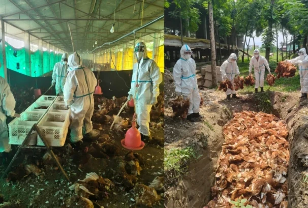 बर्डफ्लू प्रभावित किसानलाई ५२ करोड राहत, एक साताभित्र बैंक खातामै भुक्तानी