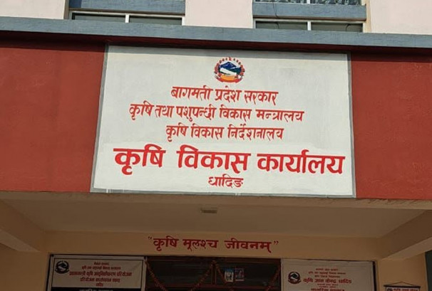 कात्तिक १५ अघि धान नकाट्न आग्रह, वर्षाले बाली बिगार्ने जोखिम