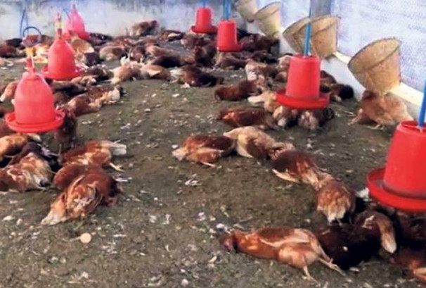 गोकर्णेश्वरमा बर्ड फ्लु त्रास, पन्छीजन्य गतिविधिमा निगरानी कडा