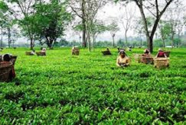 भारतको नयाँ नियमले थलियो नेपाली चिया उद्योग, लाखौं किलो चिया थन्कियो गोदाममै