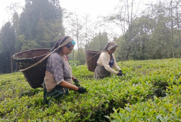 नेपाली चिया निर्यातका अवरोध अध्ययन गर्न विशेष समिति गठन