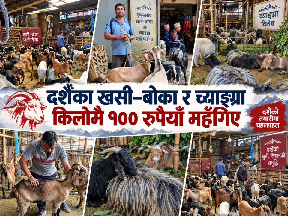 दशैंका खसी–बोका र च्याङ्ग्रा किलोमै १०० रुपैयाँ महँगिए, सडक अवरोधले आपूर्तिमा थप दबाब