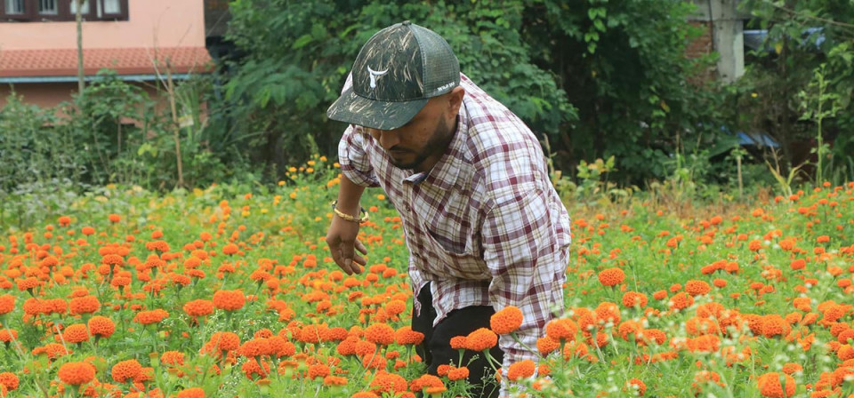 तिहारमा ५२ लाख माला खपत हुने अनुमान, ४८ करोडको कारोबार अपेक्षा