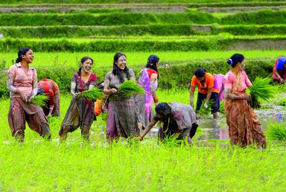 साउन पहिलो सातासम्म देशभर करिब ८० प्रतिशत धान रोपाइँ सम्पन्न