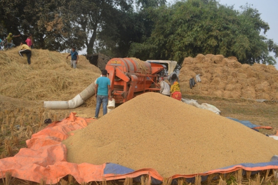 असोज १७ देखि २० सम्म बाली नकाट्न कृषकलाई अलर्ट