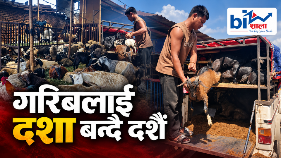 यो वर्षको दशैंमा च्याङ्ग्राको स्वाद महँगोः ३० किलोको एउटैलाई ४२ हजारसम्म पर्ने अनुमान