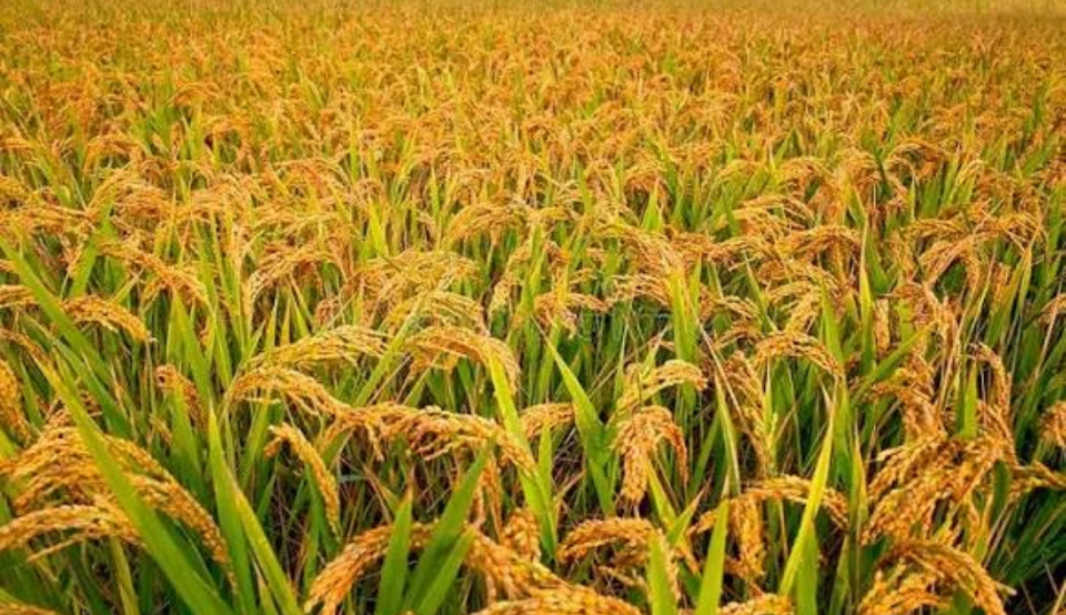 मौसमको अवस्था हेरेर मात्र धान काट्न तथा भित्र्याउन आग्रह