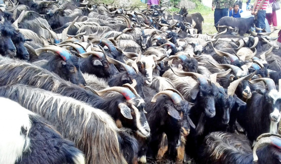 सस्तियो भेडाच्याङग्राको मूल्य