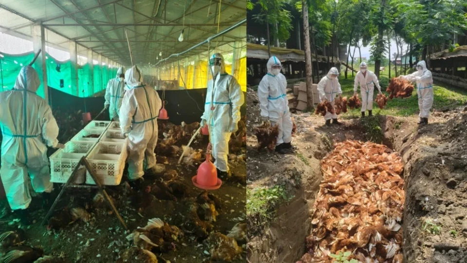 बर्डफ्लू प्रभावित किसानलाई ५२ करोड राहत, एक साताभित्र बैंक खातामै भुक्तानी