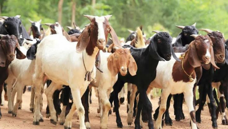 दसैंमा खसी–च्याङ्ग्रामा सरकारी सहुलियत नहुने, बजेट अभावले बिक्री रोकियो