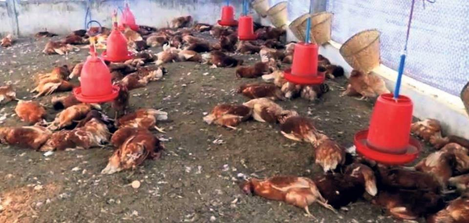 गोकर्णेश्वरमा बर्ड फ्लु त्रास, पन्छीजन्य गतिविधिमा निगरानी कडा