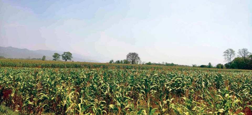 बालीभन्दा अघि मूल्य : कृषिमा जोखिम घटाउने सरकारी योजना