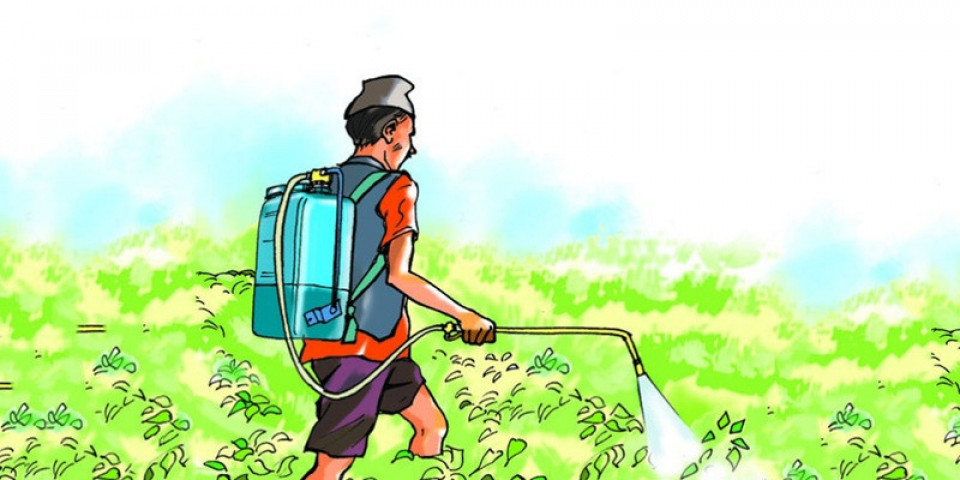 तरकारी नमूनामध्ये १२६ वटामा उपभोग गर्न नहुने स्तरको विषादी भेटियो
