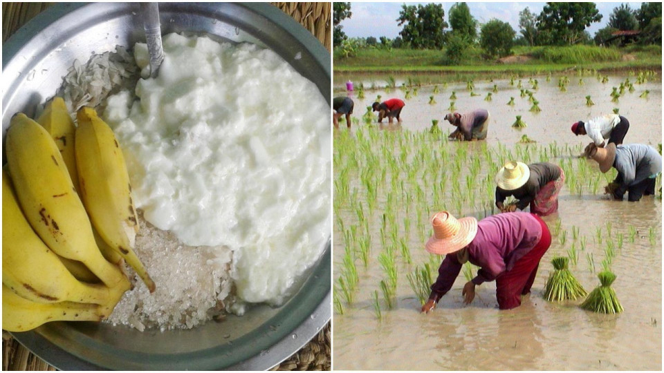 धान दिवसमा दही–चिउरा प्रवर्द्धन अभियान : ७५ लाख लिटर दही खपत हुने अनुमान